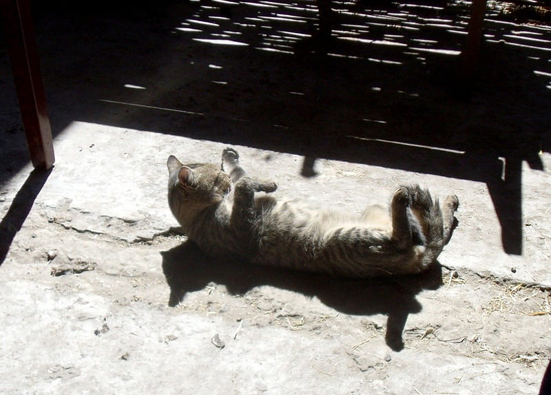 Basking In The Sun, basking, sunshine, cat, relaxing, HD wallpaper