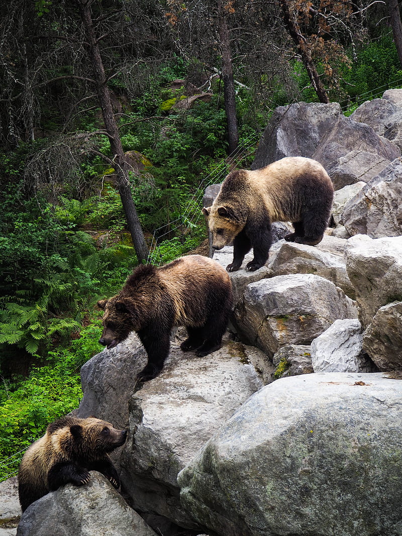 brown bear, bears, predator, stones, HD phone wallpaper