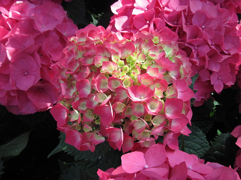 La tierra se ríe en flores 31, rojo, grafito, verde, hortensia, jardín,  flores, Fondo de pantalla HD | Peakpx