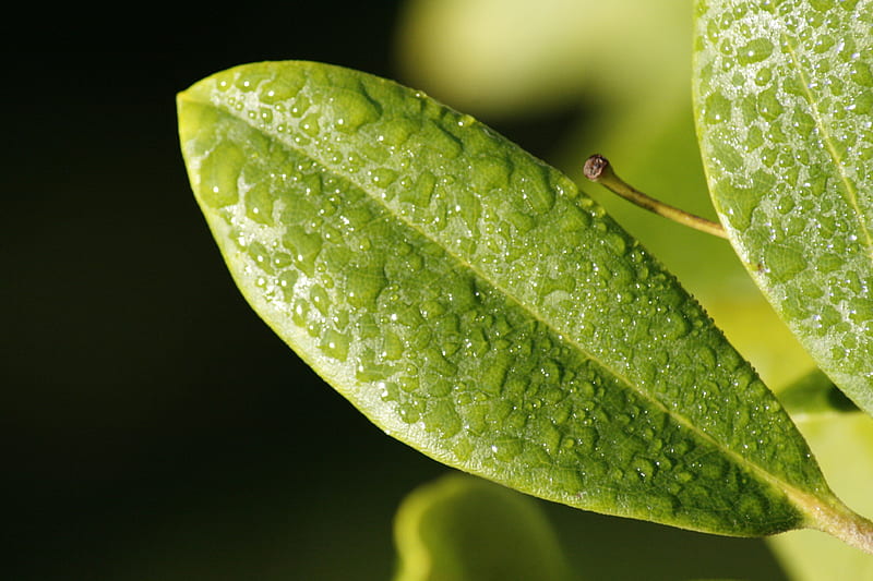 Leaf Drop Dew Surface, drop, macro, leaf, nature, HD wallpaper