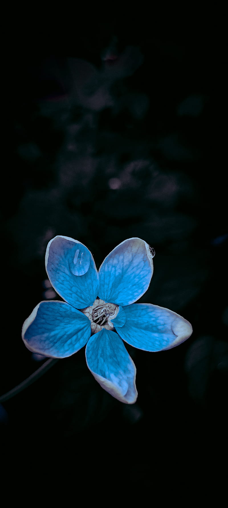 Blue Flower, sky, flowers, black blue, blue beauty, dark, bluefade, lighting, bluies, HD phone wallpaper