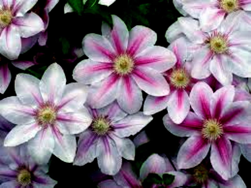 Clematis Flowers 1, White, Pink, Flowers, Clematis, Yellow, HD wallpaper