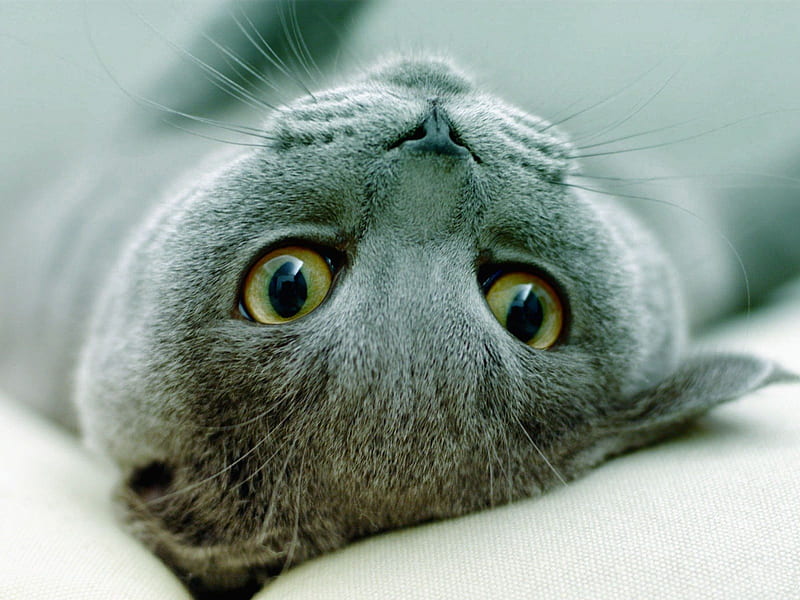 Russian Blue, upside down, grey cat, HD wallpaper