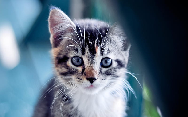 cute kitten fluffy-animal, HD wallpaper