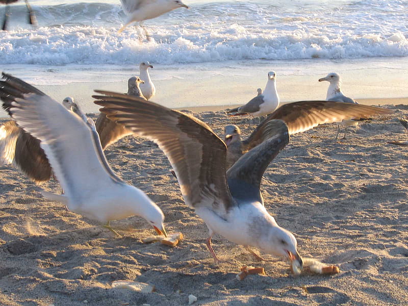seagulls eating bread, beach, sand, ocean, birds, waves, seagulls, HD wallpaper