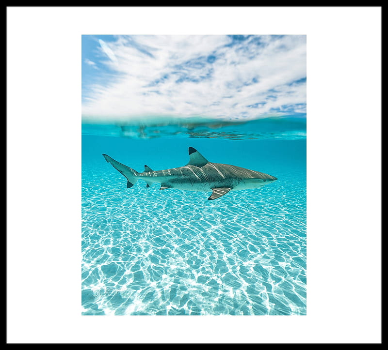 Black Tip Shark, Sand, Ocean, Shark, Sky, HD wallpaper