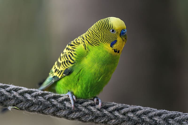 budgerigar, parrot, bird, bright, twine, HD wallpaper