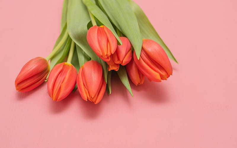 red tulips, spring flowers, tulips on a red background, spring, bouquet of tulips, red floral background, HD wallpaper