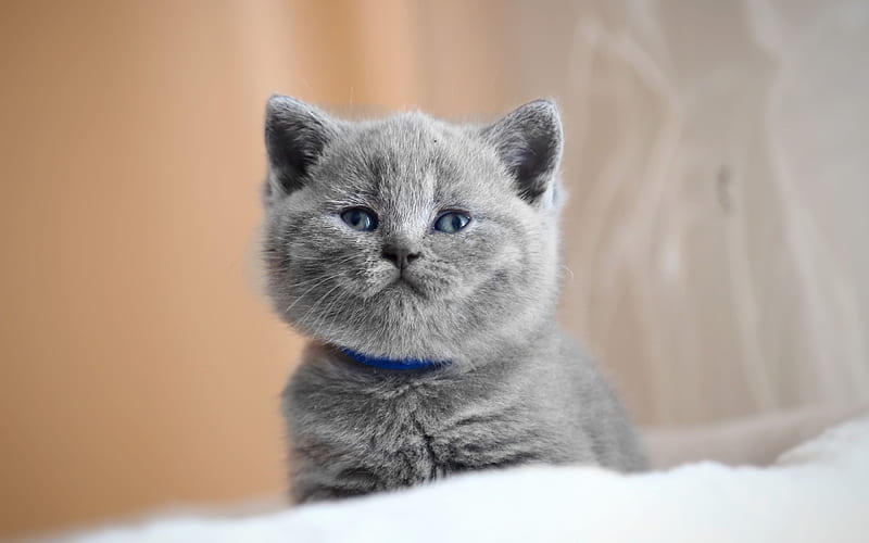 British Shorthair, close-up, kitten, domestic cat cats, gray kittem, cute animals, British Shorthair Cat, HD wallpaper