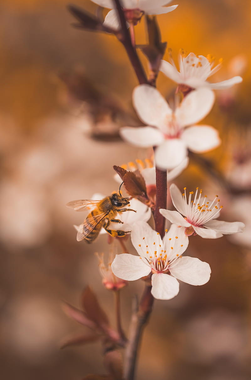 cherry, flowers, bee, insect, branches, macro, HD phone wallpaper