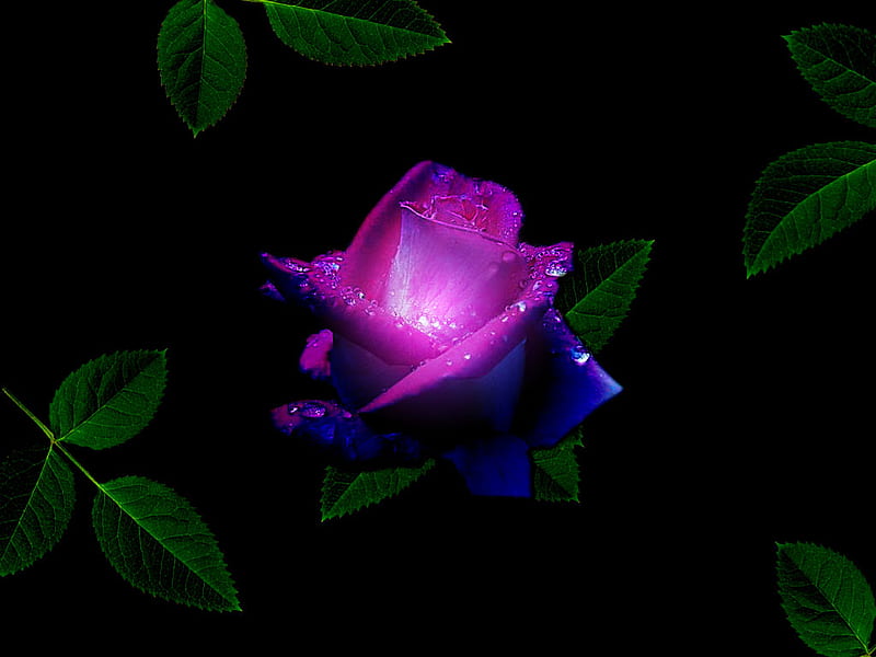 Rosa rosa, hojas, morado, rosa, oscuro, flor, violeta, rosa, Fondo de  pantalla HD | Peakpx