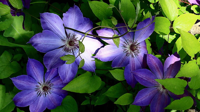 Purple Clematis With Green Leaves Flowers, HD wallpaper