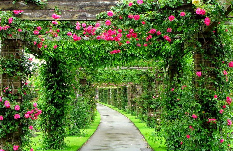 Rose Canopy, red, art , tarden, brick columns, bonito, roses, pink roses, walkway, green, pathway, vines, garden, HD wallpaper