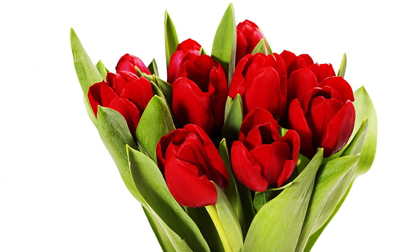 hermosos tulipanes *, encantador, ramo, tulipanes rojos, flores, tulipanes,  Fondo de pantalla HD | Peakpx