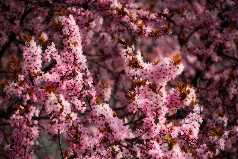 flowers, spring, bloom, pink, HD wallpaper