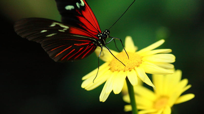 Red Black Butterfly On Yellow Flower Filament In Green Background Butterfly, HD wallpaper