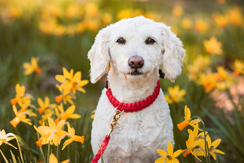 Dogs, Dog, Daffodil, Perro de Agua Espanol, Pet, HD wallpaper