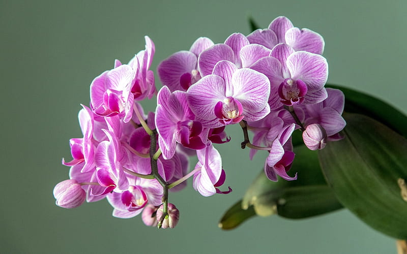 pink orchid, orchid branch, tropical flowers, orchids, floral background with orchids, HD wallpaper