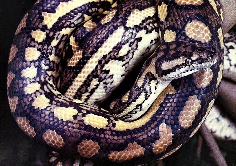 Carpet Python 2, constrictor, python, animal, graphy, wide screen, wildlife, reptile, snake, HD wallpaper