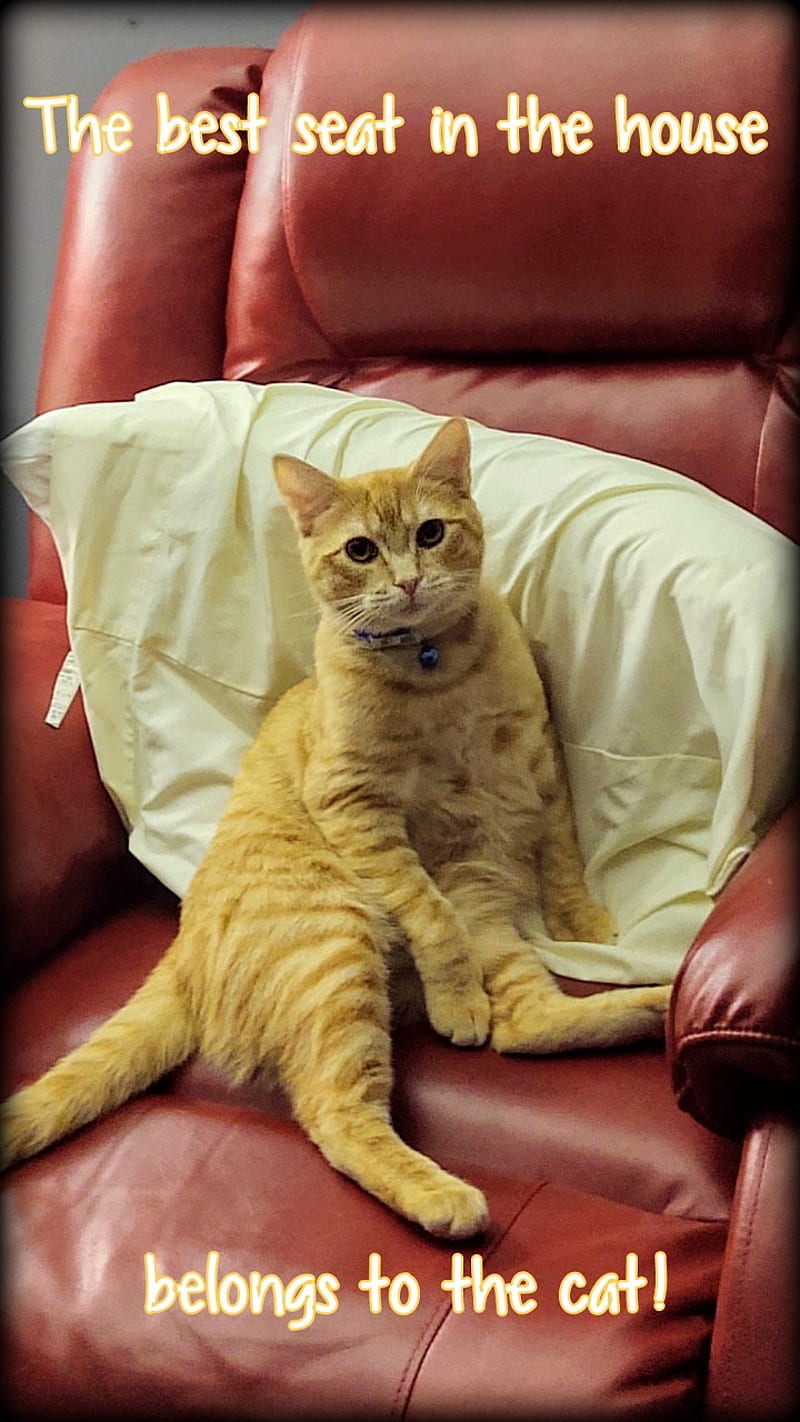 Belongs To Cat, best seat in house, cats rule, funny, kitty, lol, meme,  mine, HD phone wallpaper | Peakpx