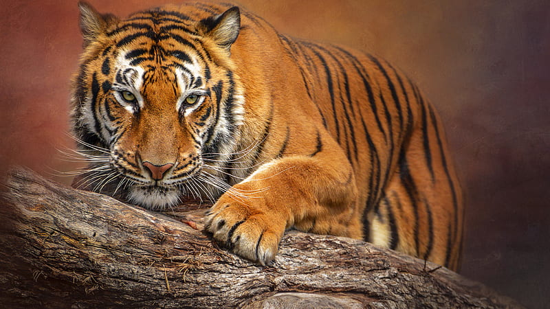 Big Tiger On Tree Trunk In Blur Background Animals, HD wallpaper