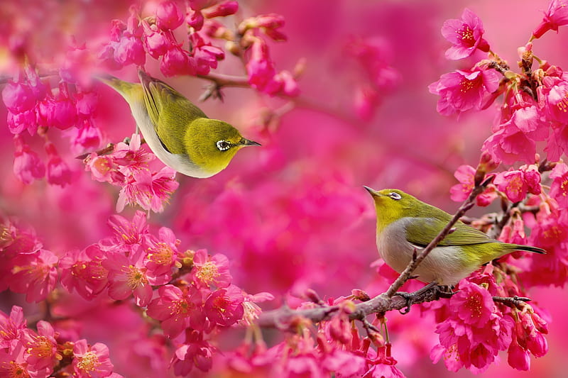 White Eye Birds Couple(Japanese), birds, blossoms, ouple, branch, pink, animal, cherry, HD wallpaper