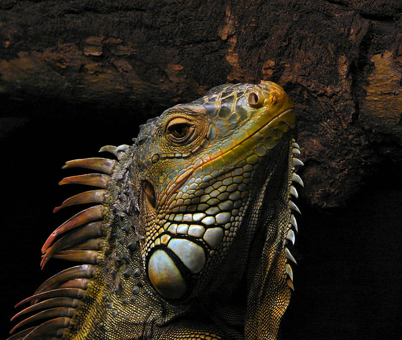 Charlie, male, green, iguana, animal, reptile, HD wallpaper