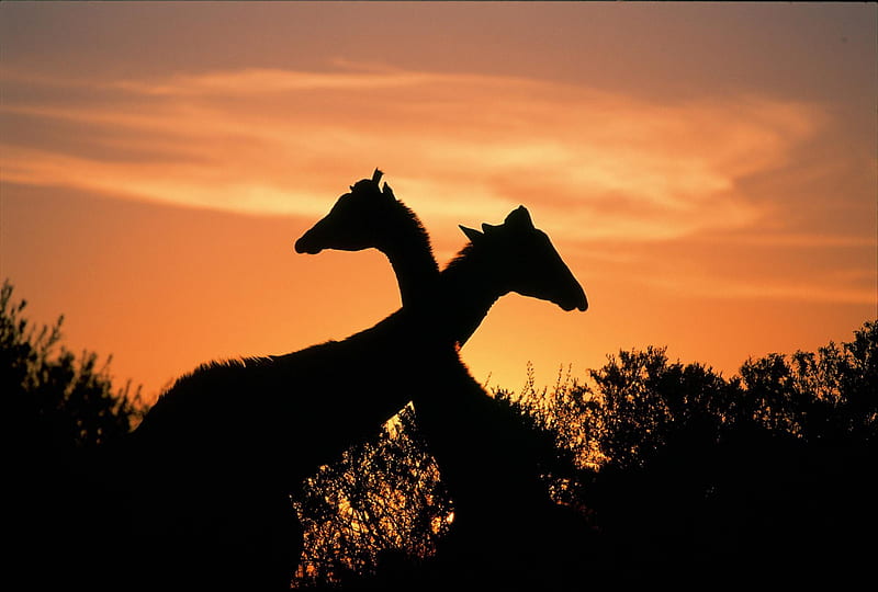 Giraffes, orange, black, nature, sunset, silhouette, animal, africa, HD wallpaper