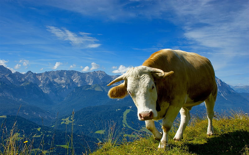 Alpine cow, Alpine, Grassland, Green, Cow, Mountain, HD wallpaper