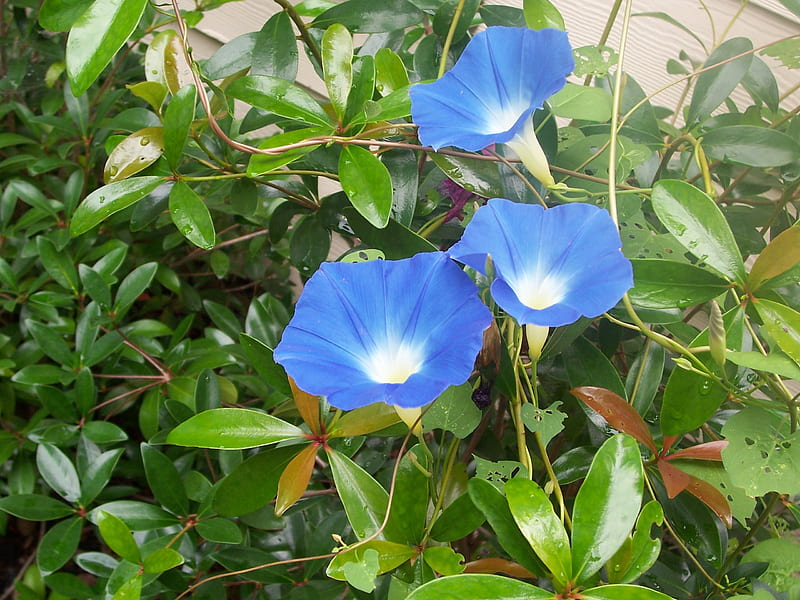 Morning Glory Morning, vine, morning glory, flower, blooms, blue, HD wallpaper