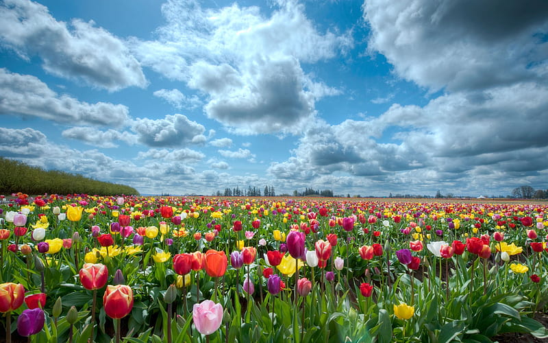 Tulips Field, pretty, delacate, grass, clouds, flowers field, flowers, beauty, tulips, lovely, field of tulips, sky, trees, garden, landscape, field, colorful, rose, colourful, bonito, color, fields, scenery, blooms, tulip, cloud, view, colors, spring, soft, buds, flower, peaceful, petals, nature, field of flowers, blooming, scene, HD wallpaper