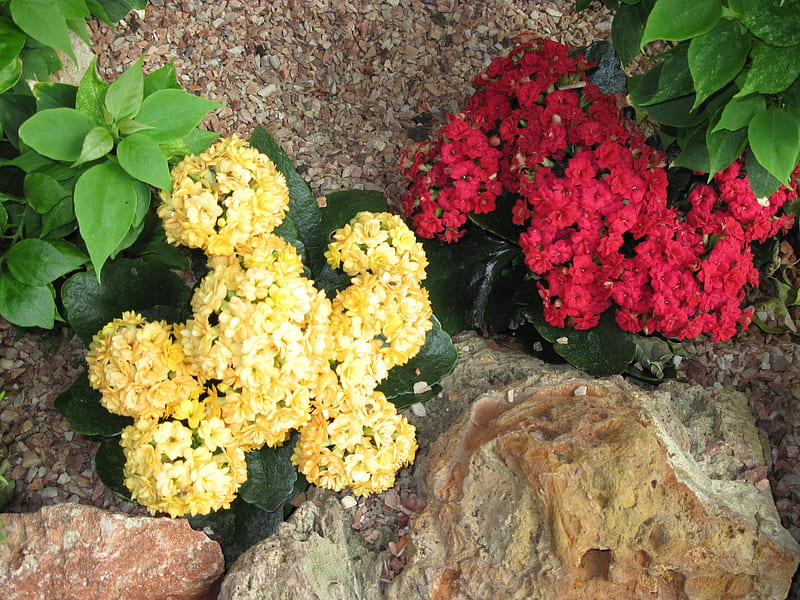 Kalanchoe day graphy 23, red, graphy, green, Kalanchoe, yellow, garden, Flowers, HD wallpaper
