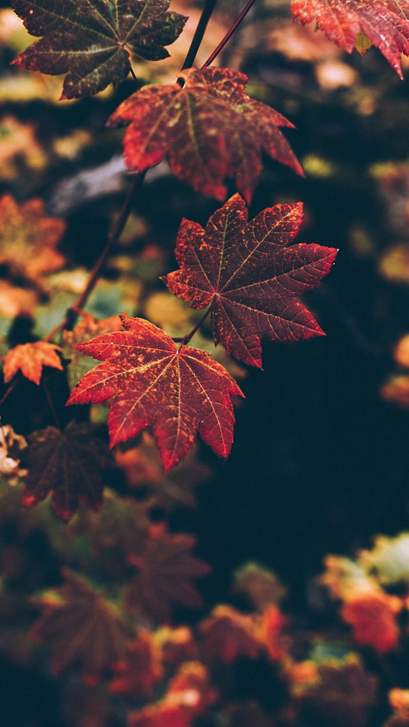 Leaves, autumn, fall, leaf, HD phone wallpaper
