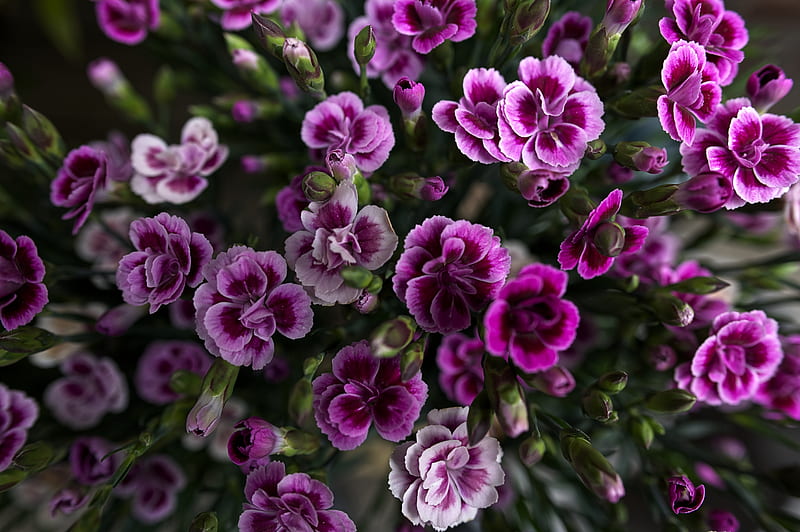 purple flowers in macro lens, HD wallpaper