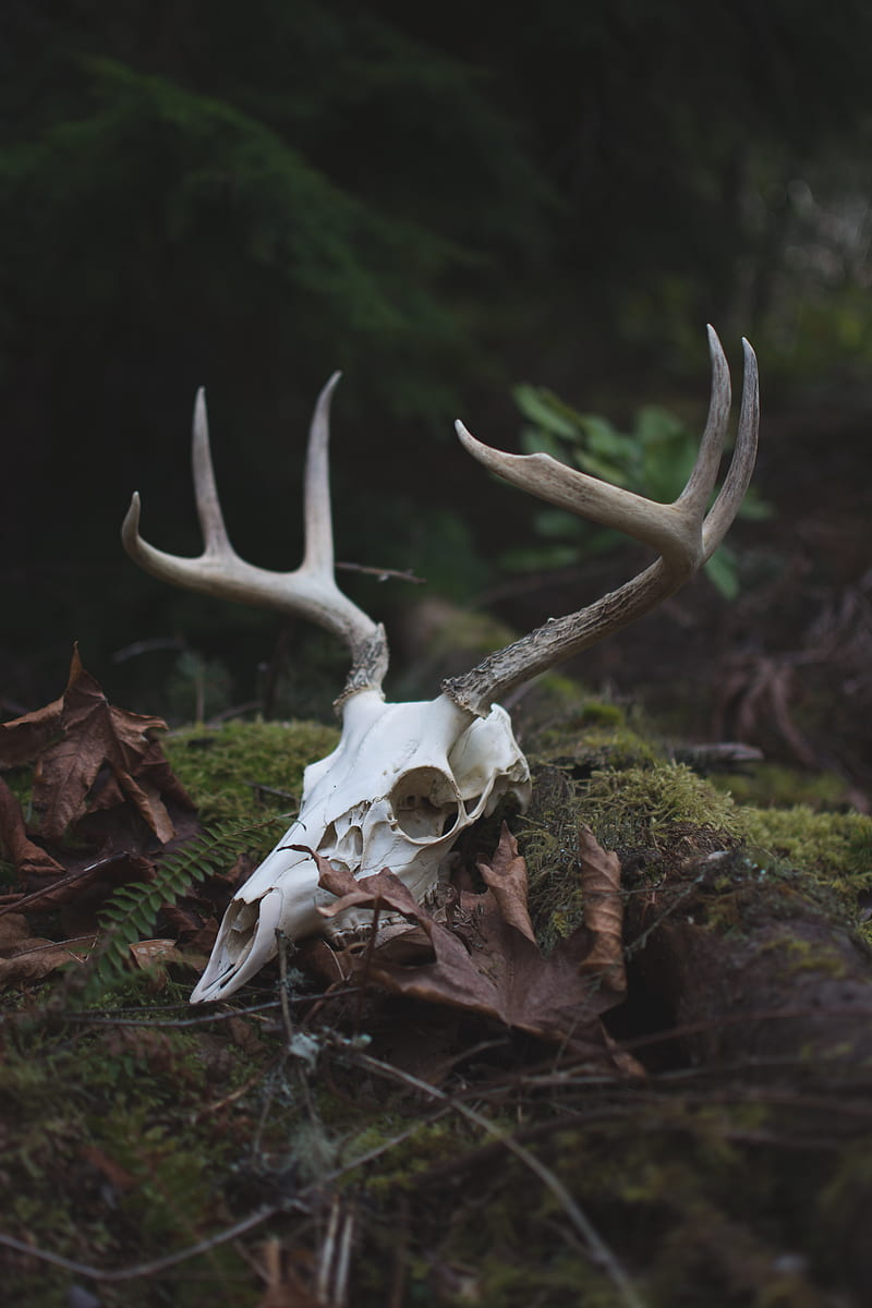 Lord of the Forest, Milli, Pnw, Samsung, Sony, love, andorra, anime, art, bonito, black, bone, canon, forrest, fortnite, funny, green, iOS, iPhone, landscape, love, minions, moody, nature, graphy, queen, sad, skeleton, skull, still, taxidermy, wanderlust, waterfall, weird, woods, wow, HD phone wallpaper