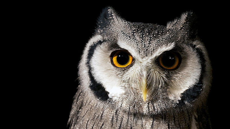 Owl, bird, feather, pasare, black, yellow, white, HD wallpaper