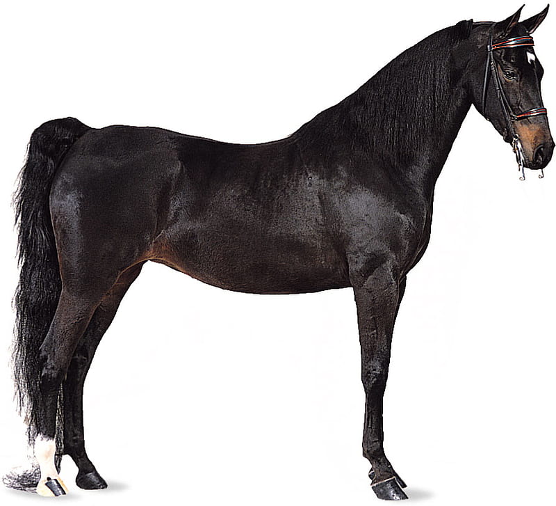 saddlebred gelding, gaited horse, dressage mate, high steping, narnada, dark brown, HD wallpaper
