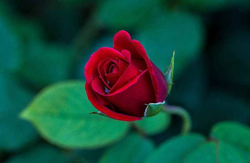 * Single rose *, red rose, red, rose, flower, single, HD wallpaper | Peakpx