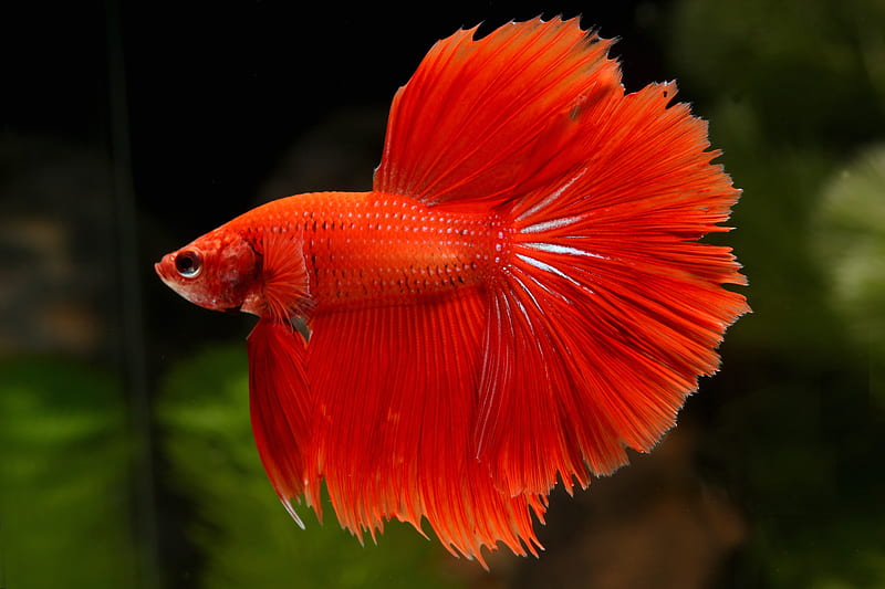HD red fish wallpapers  Peakpx