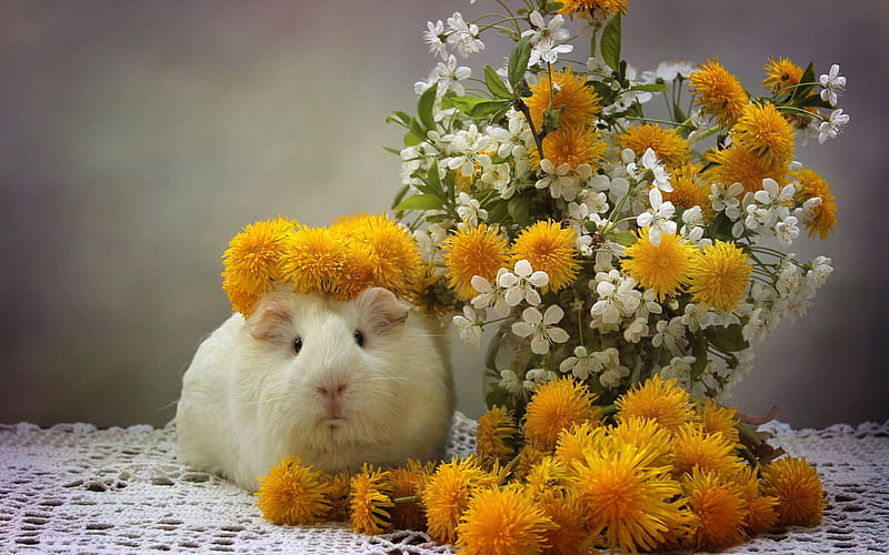 white little guinea pig, cute animals, pets, dandelions, yellow spring flowers, HD wallpaper