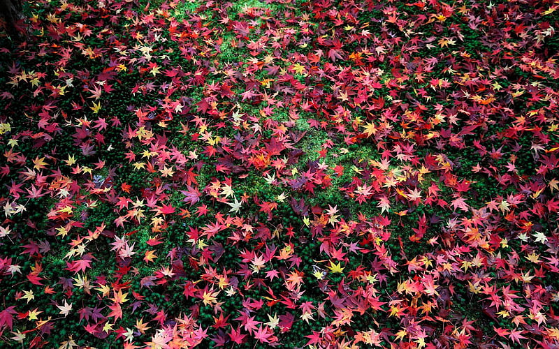 Late autumn leaves-Enkoji Temple Autumn, HD wallpaper