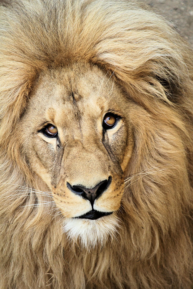 lion, muzzle, mane, predator, king of beasts, king, HD phone wallpaper