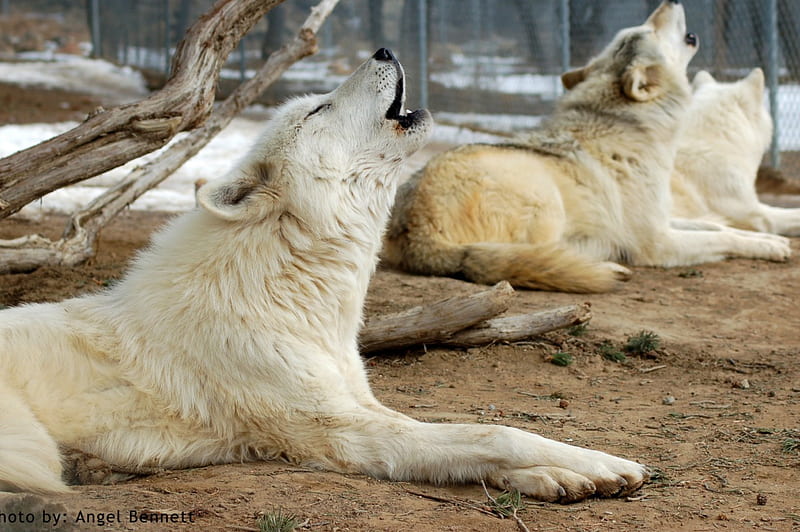 Wolfpack, predator, arctic, wolfpark, wolf, white, wolves, HD wallpaper