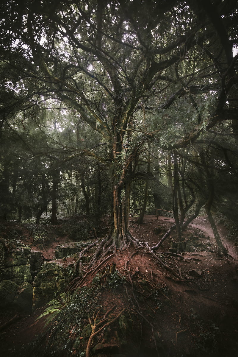 Green-leafed tree, HD phone wallpaper | Peakpx