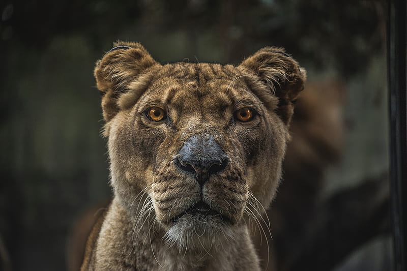 Lioness Macro , lioness, animals, macro, predator, HD wallpaper