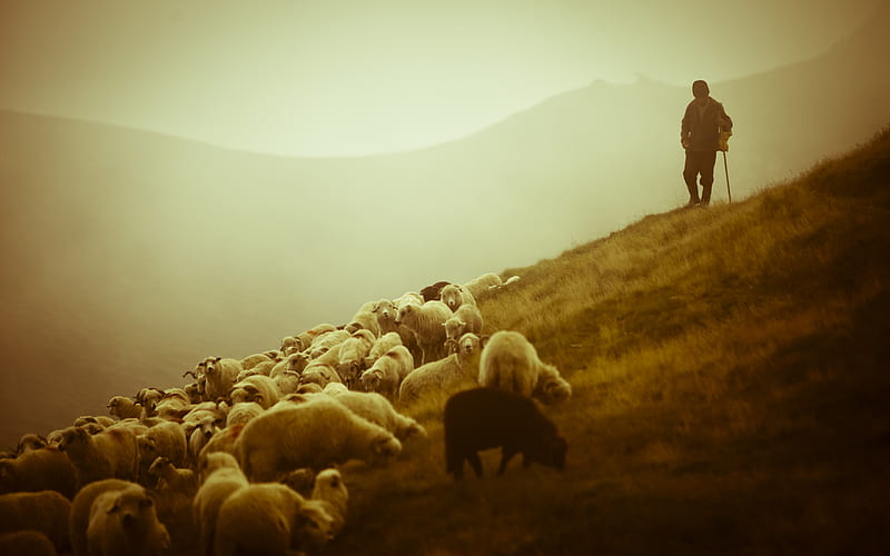 Shepherd, sheep, foggy, people, morning, hillside, HD wallpaper