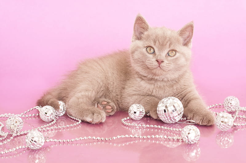 Kitten, pretty, garlands, bonito, small, animal, graphy, ball, nice, beauty, pink, lovely, christmas, pussy, colors, christmas decorations, cat, baby, cute, cool, balls, eyes, HD wallpaper