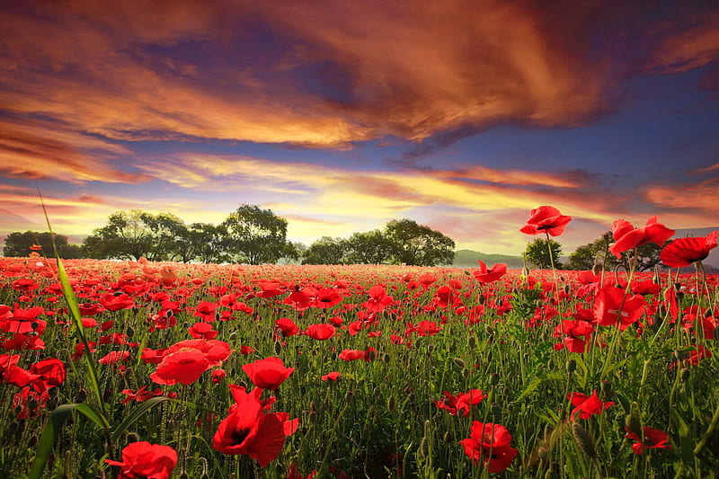 Poppy field, summer, sky, field, poppies, bonito, HD wallpaper