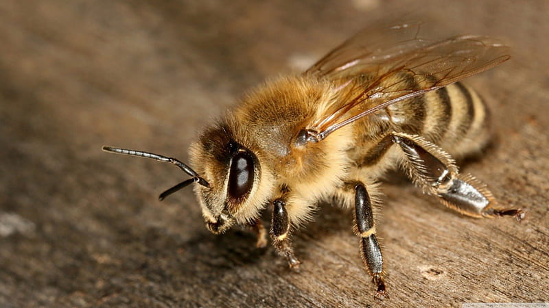 Bee macro, cute, bee, macro, wild, wildlife, nature, animals, insects, HD wallpaper