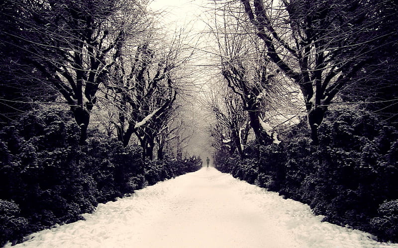 park alley-winter natural landscape, HD wallpaper